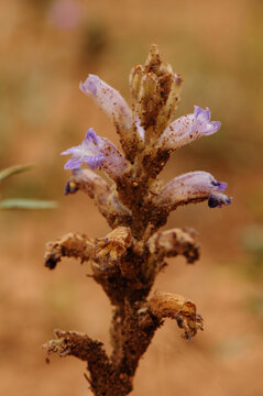 Wild parasitic broomrape plant blooming with violet flowers in arid sandy desert soil