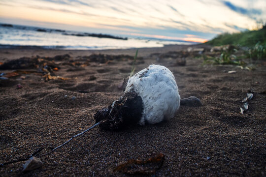 A dead wild duck (goosander) on the shore of the Sea of Japan. Natural mortality of birds