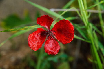Fototapeta premium Close up of single red poppy flower blooming with green grass in blurred background