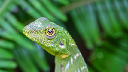 Fototapeta premium A tropical variable lizard (Calotes) under the canopy of a rain forest among ferns. The island of Borneo. Malaysia