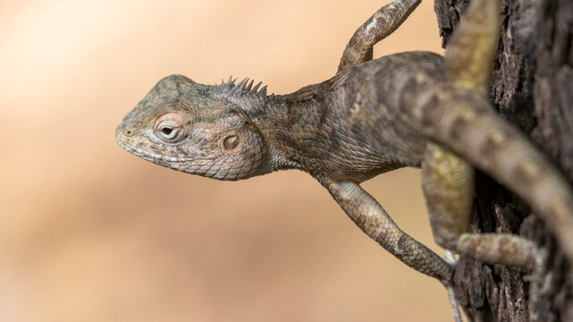 An oriental garden lizard (Calotes versicolor) resting on a tree.