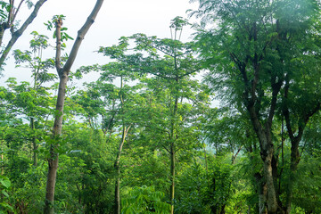 Fototapeta premium Humid rainforest during monsoon rains, rainy season. Java Island. Indonesia