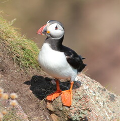Puffin