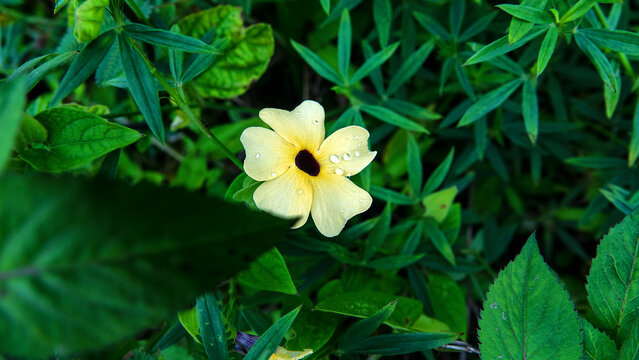 Naturalized black-eyed Susan vine (Thunbergia alata) climbing plant species in the family Acanthaceae in rain forest of Borneo Island. Rain season