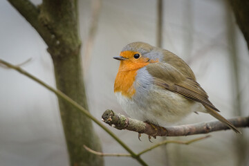 Fototapeta premium European Robin (Erithacus rubecula) perched on a branch in winter forest. Common bird in Czech republic.
