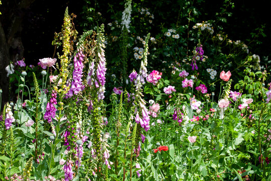 Beautiful garden flowers in a flowerbed in Norfolk