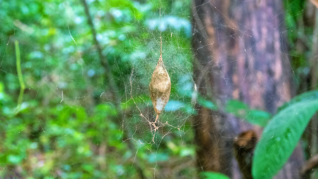 A huge almond-shaped cocoon (ootheca) of a spider (Clubionidae) is hanging in a spider silk web in a rain forest on the island of Ternate. Indonesia