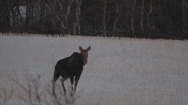 Moose taking a pee