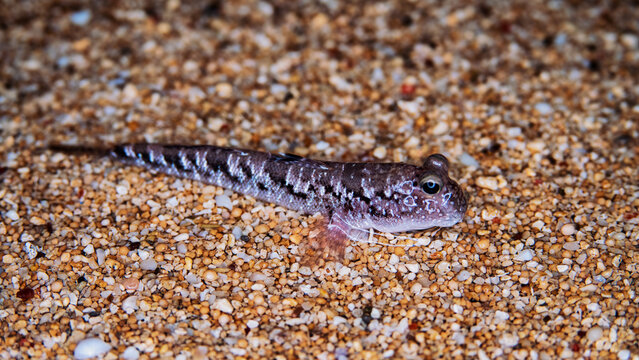 Fish, walking goby, mudskippers on a rocky shore. They jump perfectly, hide in crevices and are not washed away by a surf wave. Adapting marine fish to life in the supralittoral. Bunaken national park