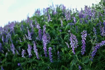 Fototapeta premium Field of vibrant purple vetch flowers blooming in lush green foliage under a bright sky