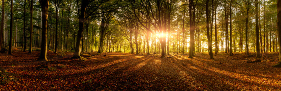 Amazing forest sunrise panoramic view