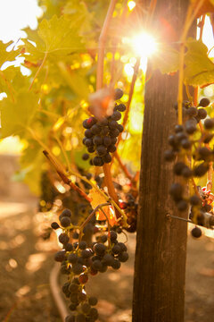 Wine Grapes on the Vine