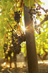 Grapes on the Vine