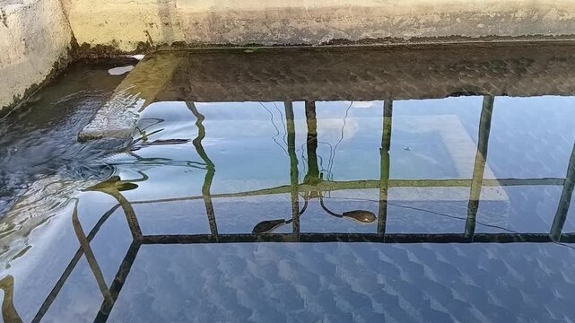 Crystal Clear Clarified Water Showing Submerged Tube Settlers And Surface Reflections In An Industrial Sedimentation Tank