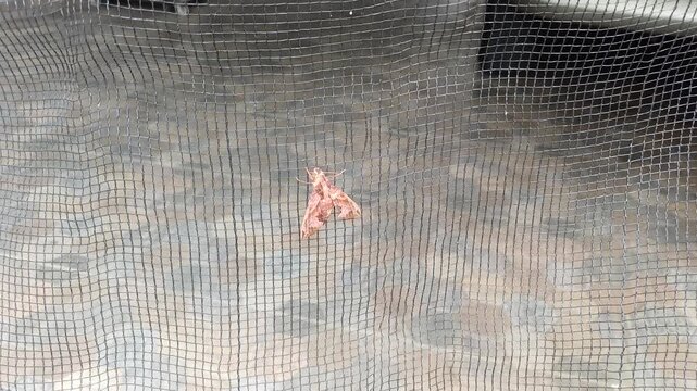 Brown moth clinging to a black mesh net while swaying in the wind. Close-up video of insect movement on netting with blurred stone floor background for nature, wildlife, and environment concepts.