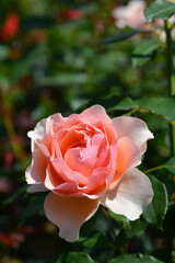 Hybrid tea rose flower - Latin name - Rosa Apricot Candy