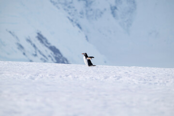 Gentoo penguins of Antarctica 