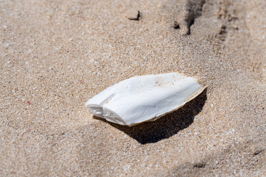 Fragile cuttlebone structure found on tropical beach surrounded by seashells coral fragments and golden sand oceanfront nature detail