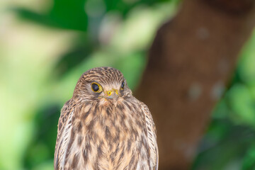 Beautiful specimen of a falcon in the Thai mountain wilderness