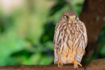Beautiful specimen of a falcon in the Thai mountain wilderness