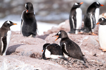 Obraz premium Gentoo penguins of Antarctica 