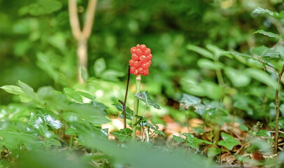 Close up of a Arum italicum in the forest © PereVal-78