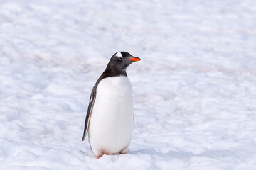 Obraz premium Gentoo penguins of Antarctica 