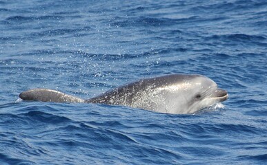 Obraz premium spotted dolphin