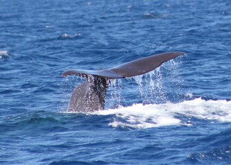 Obraz premium Sperm Whale Fluke