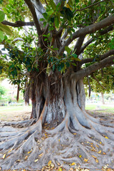 Beautiful giant oak tree covered in heart shaped leaves in Menton, South France