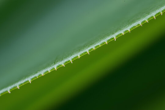 Macro Shot Of Serrated Green Leaf Edge