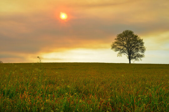 Intense sunset over an open field with one single tree