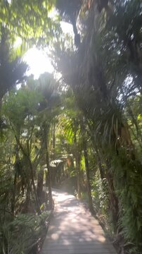 A wooden walkway winds through lush forest in Cascade kauri Walk, Waitakere, Auckland, New Zealand, offering a unique perspective and immersion in nature's beauty.
