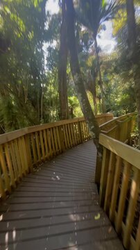 A wooden walkway winds through lush forest in Cascade kauri Walk, Waitakere, Auckland, New Zealand, offering a unique perspective and immersion in nature's beauty.