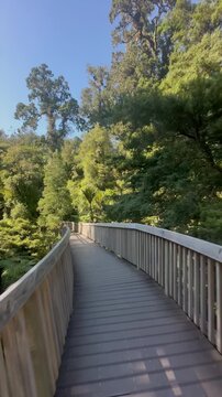 A wooden walkway winds through lush forest in Cascade kauri Walk, Waitakere, Auckland, New Zealand, offering a unique perspective and immersion in nature's beauty.