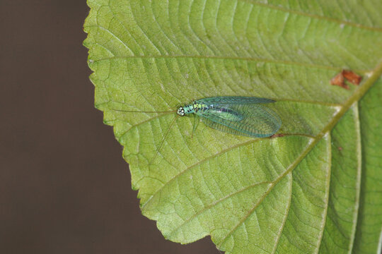 FPerlige Florfliege, Chrysopa perla