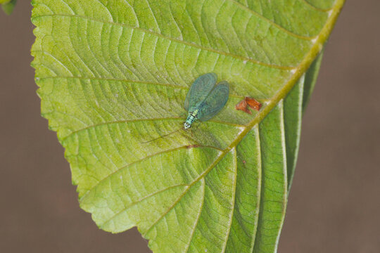 FPerlige Florfliege, Chrysopa perla