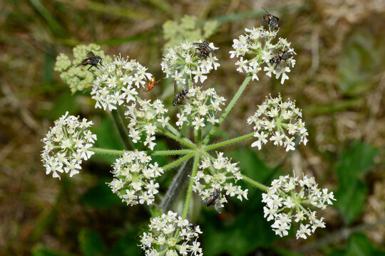 Rotgefleckte Raupenfliege,  Eriothrix rufomaculatus