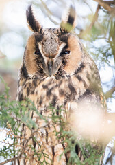 long-eared owl in the tree