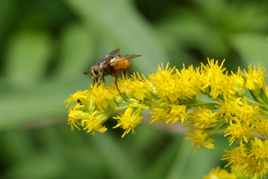 Igelfliege, Tachina fera