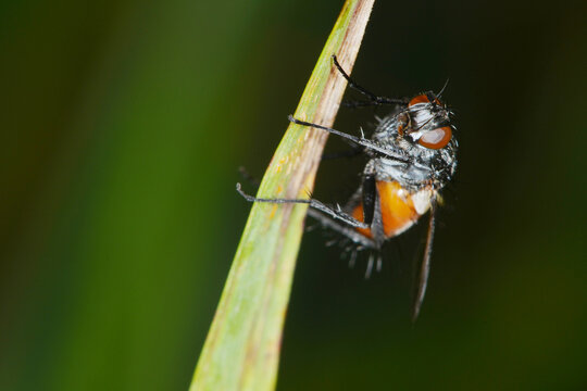 Rotgefleckte Raupenfliege,  Eriothrix rufomaculatus