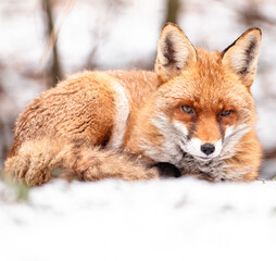Obraz premium red fox vulpes lying on the ground