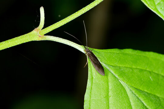K&ouml;cherfliege, Trichoptera,  Anabolia nervosa