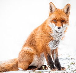 Obraz premium red fox vulpes