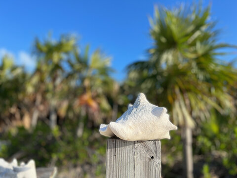Conch shell on a wooden pier.