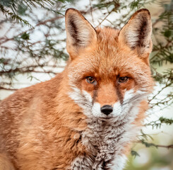 Obraz premium red fox vulpes