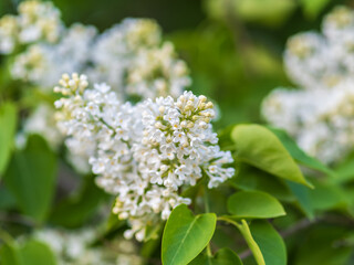 Fototapeta premium White Blooming Lilac Flowers in spring with blured background