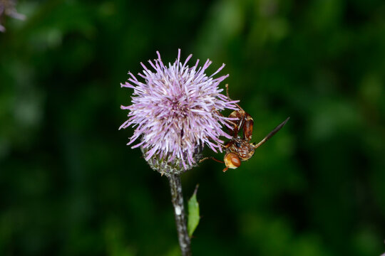 Gemeine Breitstirnblasenkopffliege,  Sicus ferrugineus