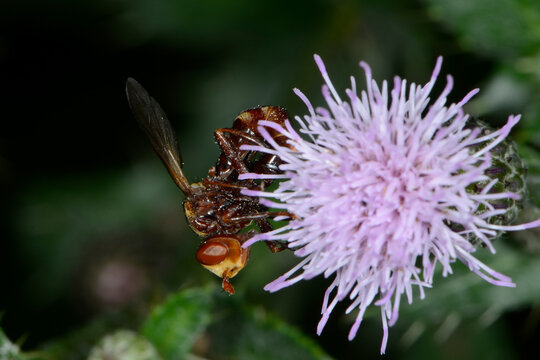 Gemeine Breitstirnblasenkopffliege,  Sicus ferrugineus