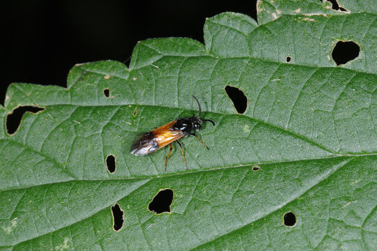 Blattwespe, Athalia spp., Athalia circularis